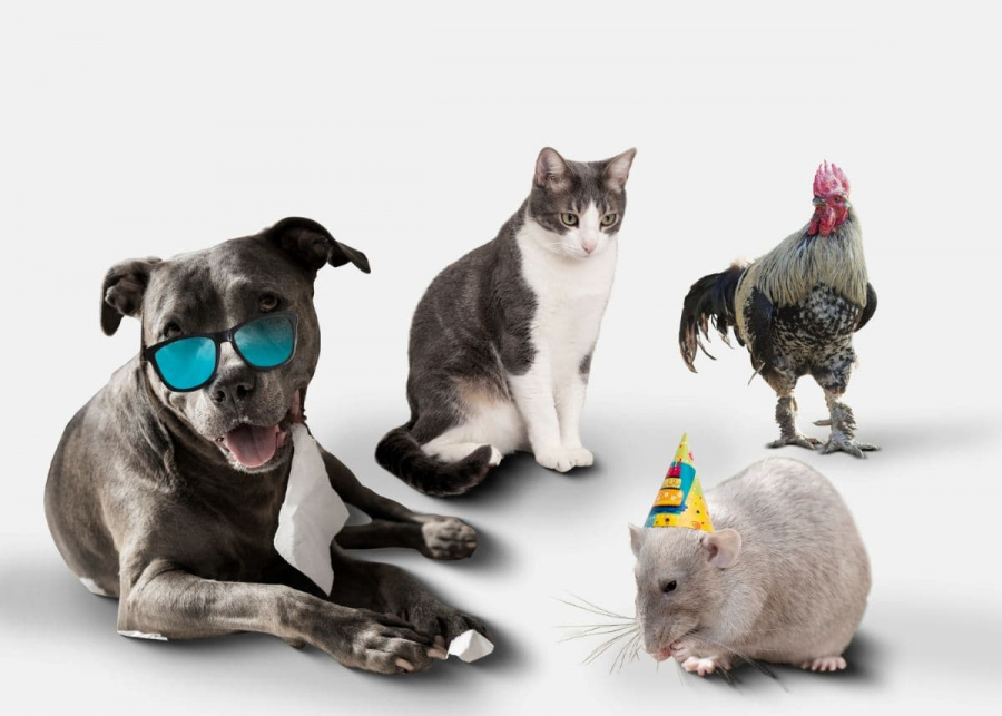 Щоденні звички домашніх улюбленців: що впливає на їхній комфорт