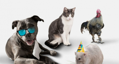 Ежедневные привычки домашних питомцев: что влияет на их комфорт