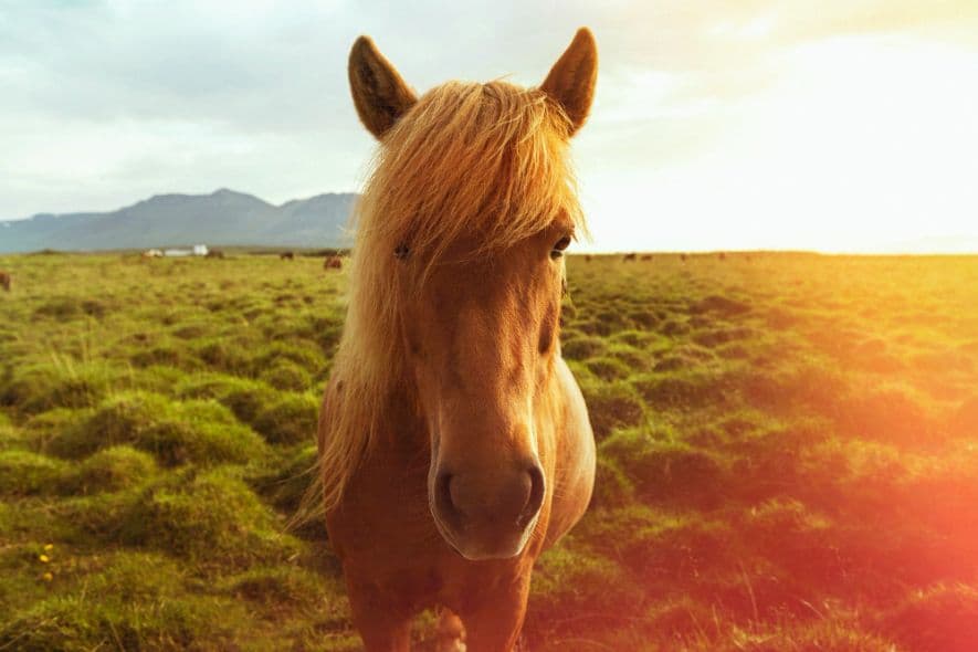 2026 рік якої тварини