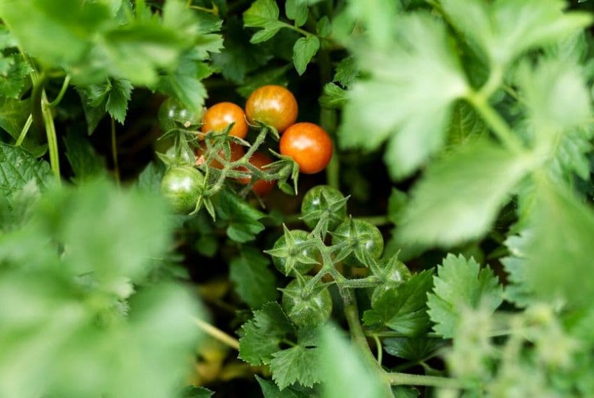 Помідори зріють на кущі Помідори зріють на кущі