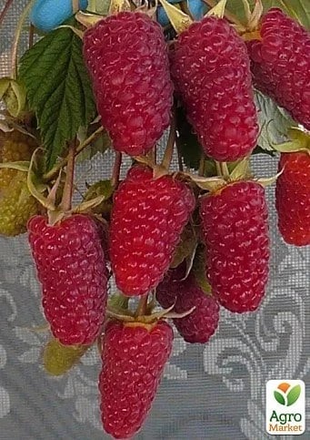 Садова малина - солодкий символ літа і прибутковий вибір для садівників Садова малина - солодкий символ літа і прибутковий вибір для садівників