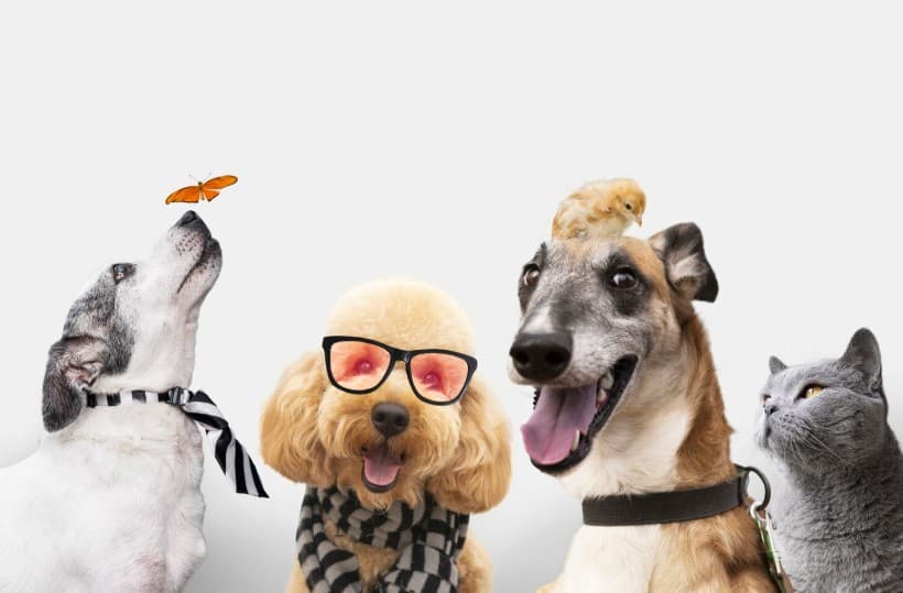 Ежедневные привычки домашних питомцев: что влияет на их комфорт