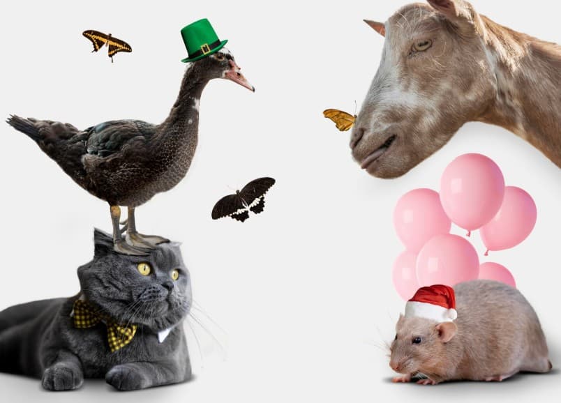 Как ежедневные привычки домашних питомцев влияют на их комфорт и поведение