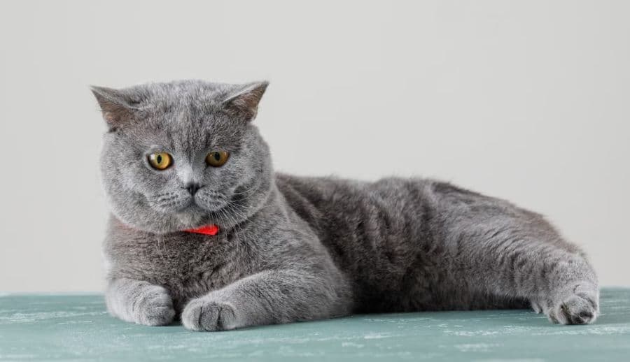 Как назвать серого кота